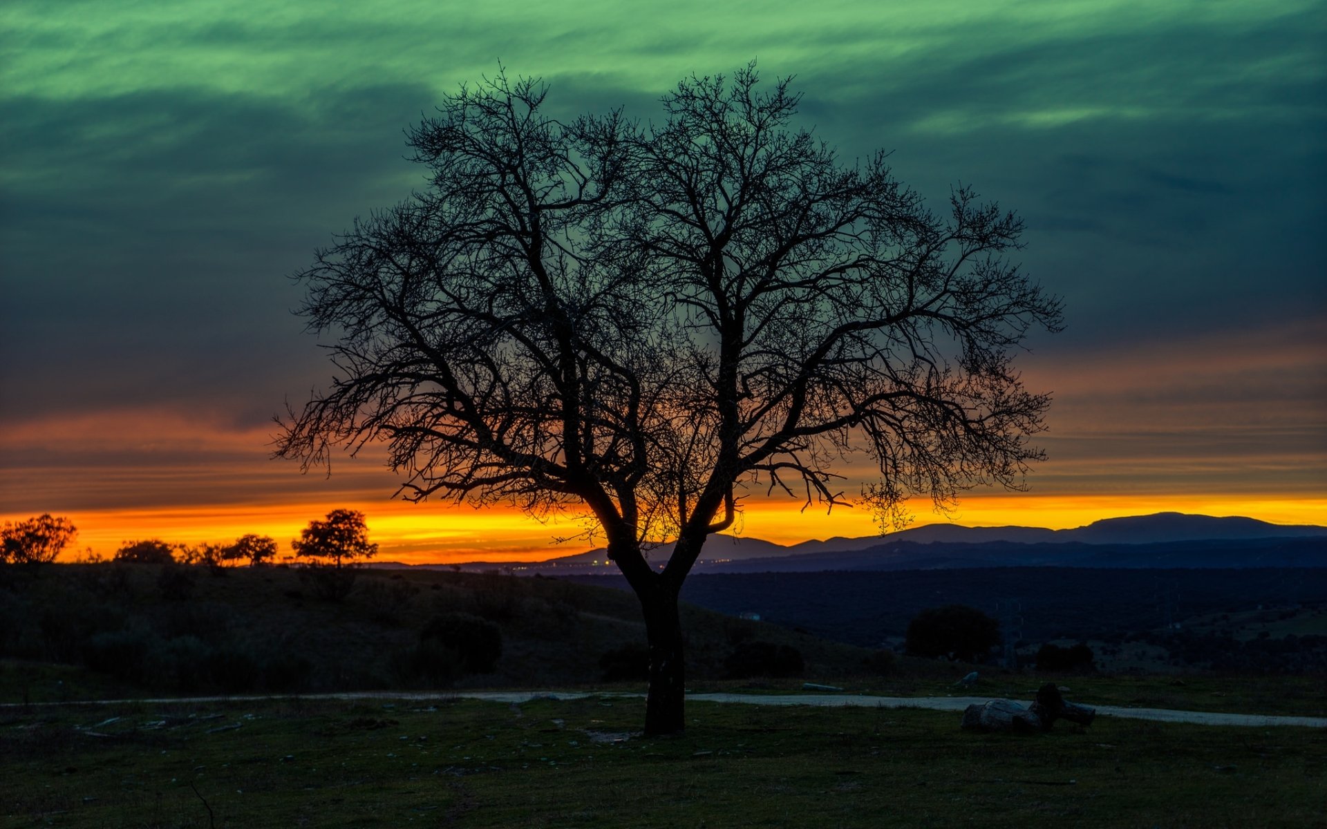 Download Nature Tree HD Wallpaper | 1920x1200 | Wallpaper Abyss