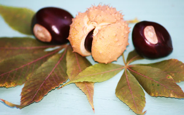 nature chestnut HD Desktop Wallpaper | Background Image