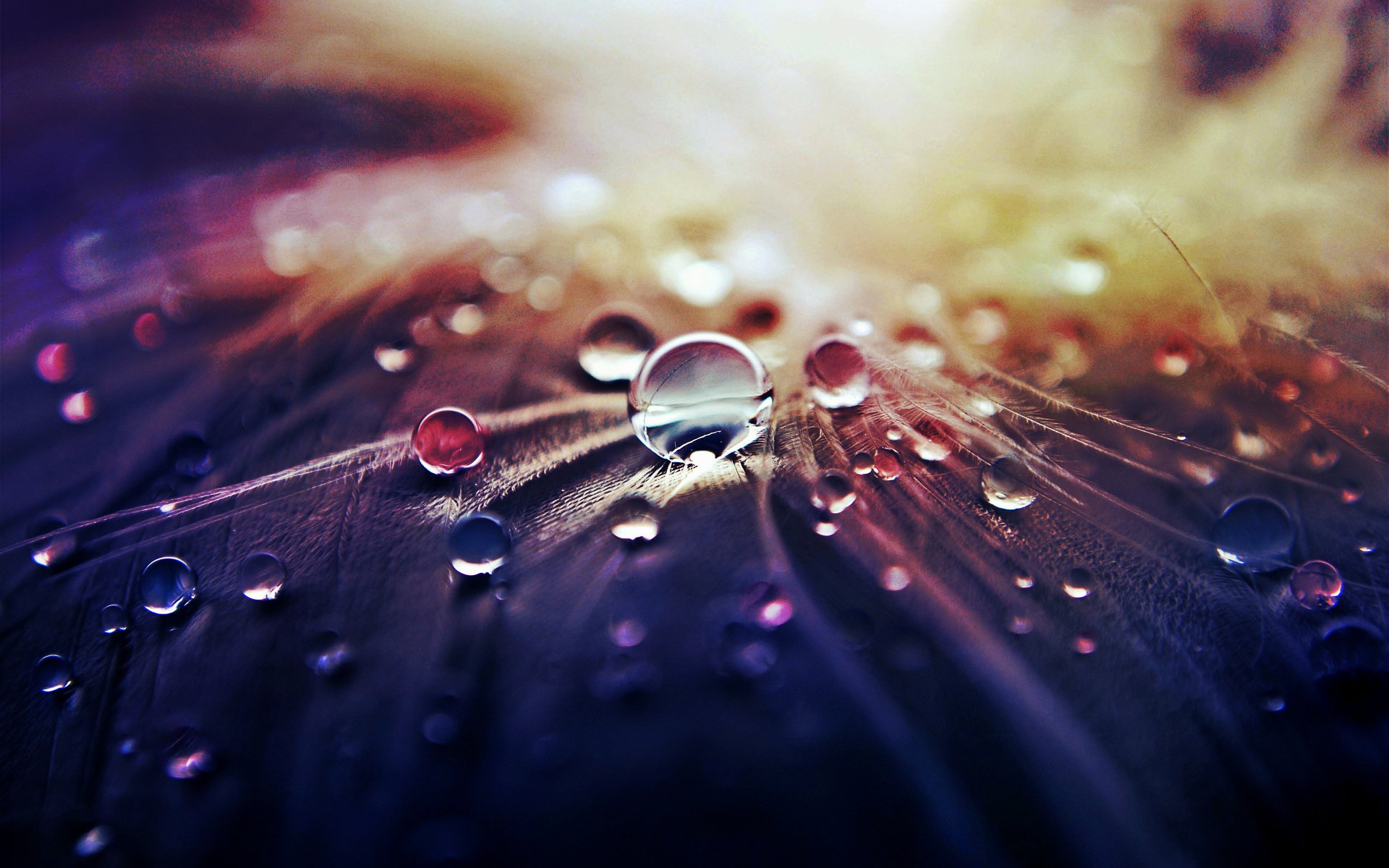HD wallpaper of vibrant water drops glistening on a surface, creating a tranquil background.