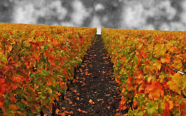 man made vineyard HD Desktop Wallpaper | Background Image