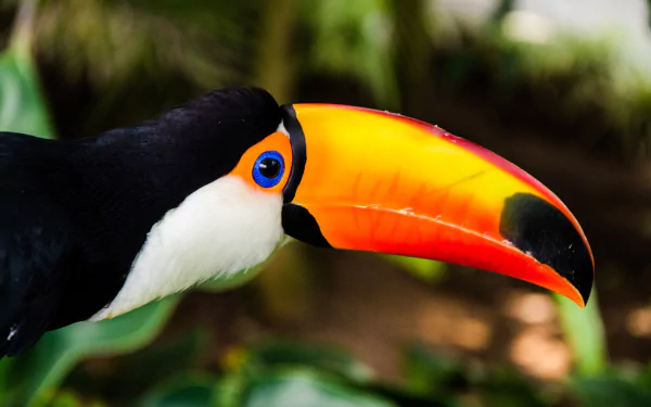 4K Ultra HD desktop wallpaper: close-up of a vibrant toco toucan bird with bright orange bill, blue eye ring and glossy black-and-white plumage against a blurred green background.
