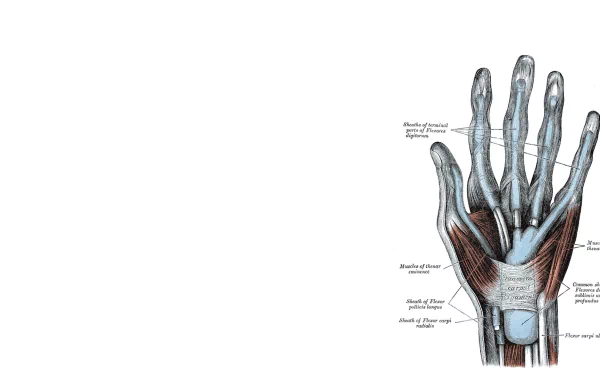 artistic anatomy HD Desktop Wallpaper | Background Image