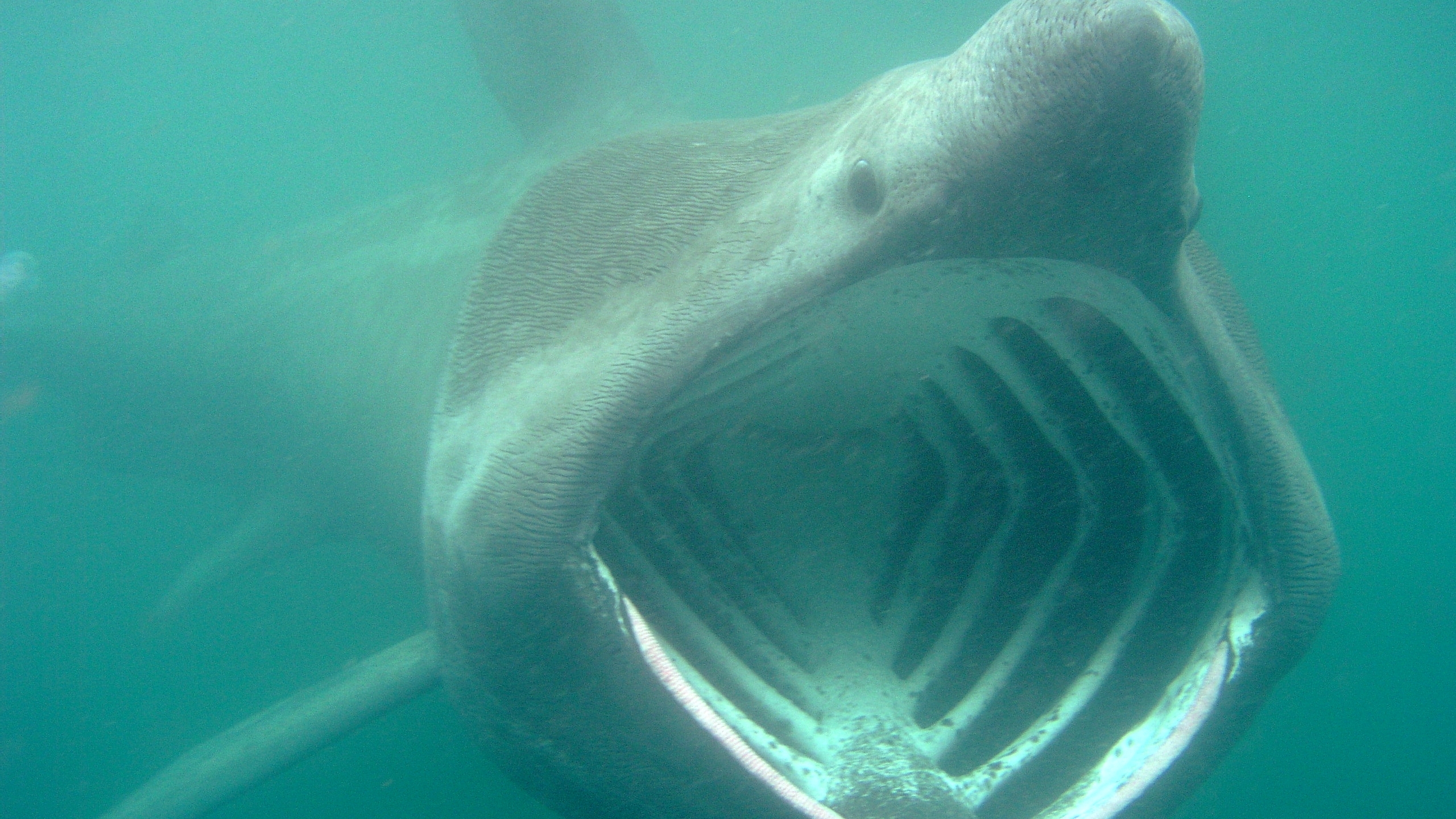 Animal Basking Shark HD Wallpaper | Background Image