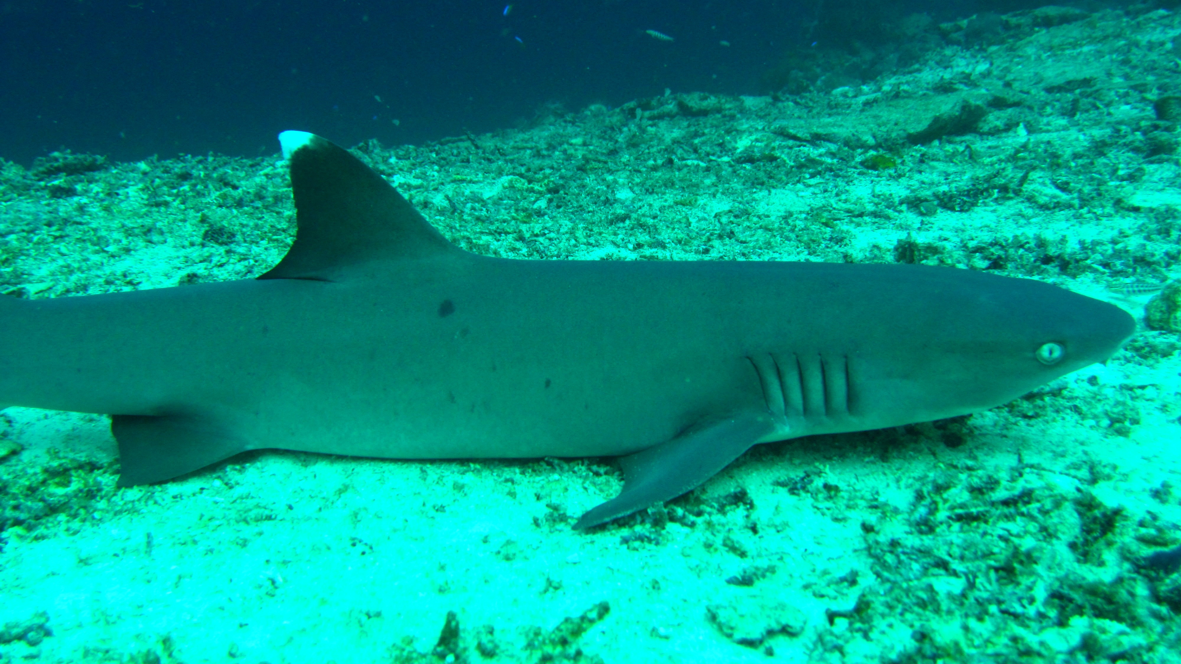 Animal White Tipped Reef Shark HD Wallpaper | Background Image