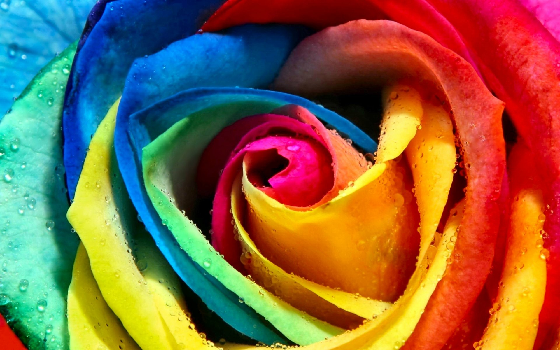 Colorful Rose