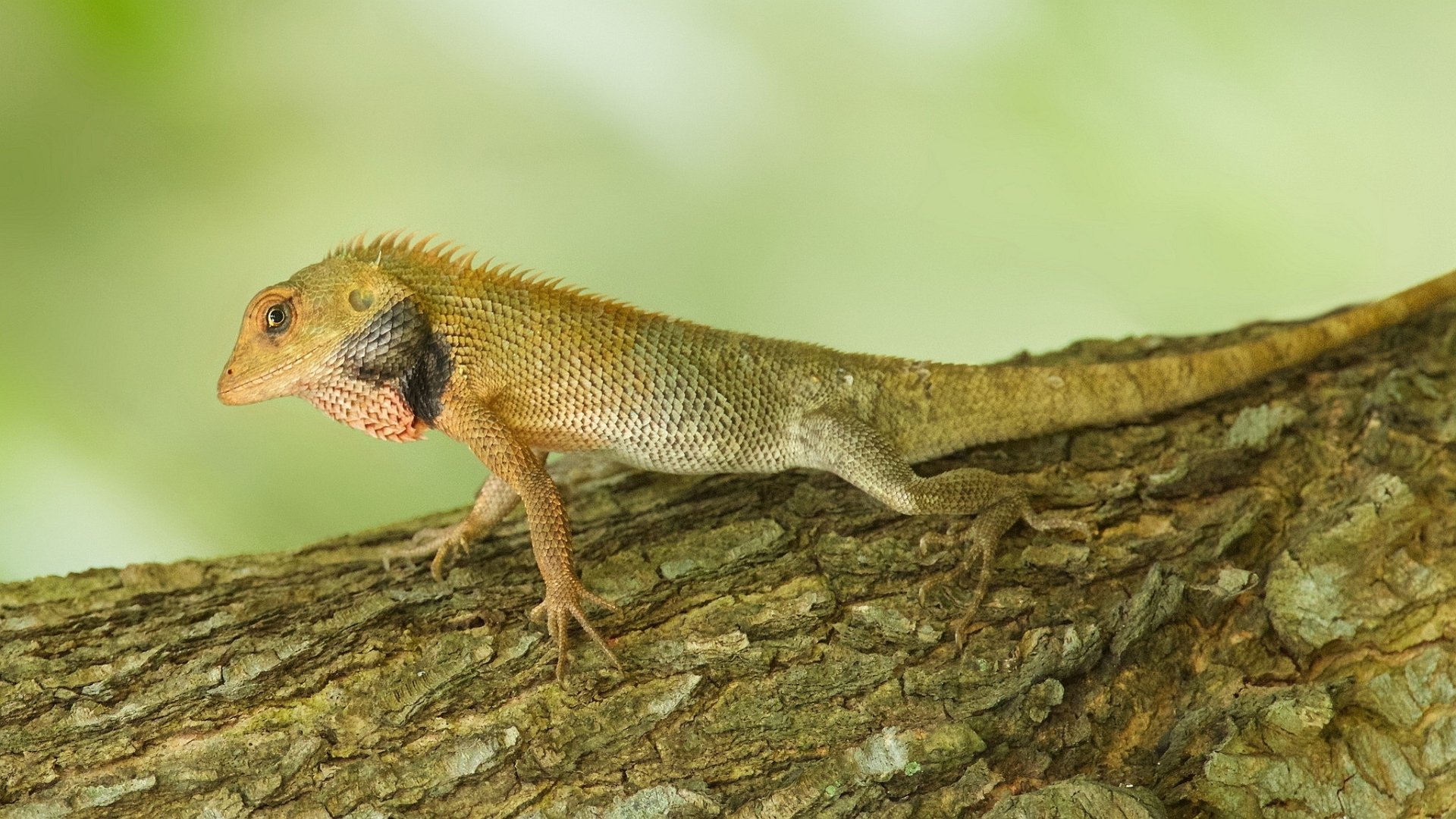 Download Animal Lizard HD Wallpaper