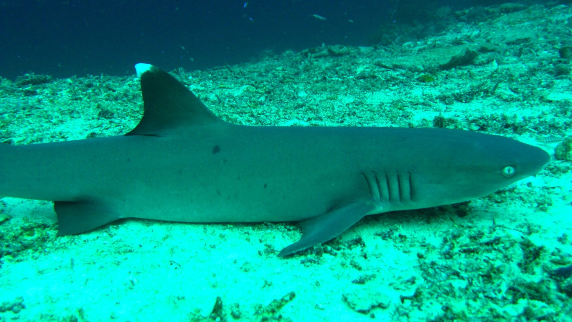 White Tipped Reef Shark 4k Ultra HD Wallpaper