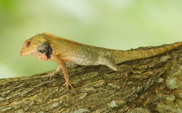 Animal lizard HD Desktop Wallpaper | Background Image