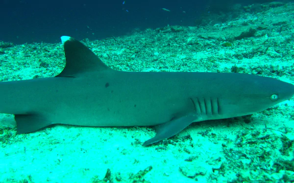 Animal White Tipped Reef Shark HD Desktop Wallpaper | Background Image