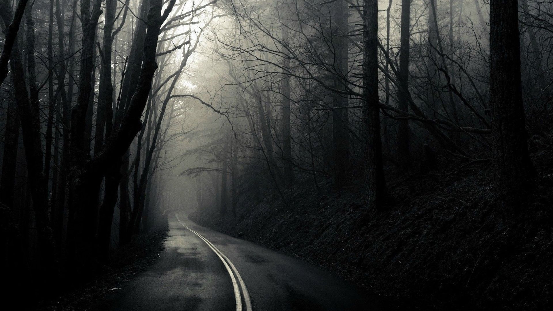 Road Through The Dark Woods Full HD Wallpaper and Background Image