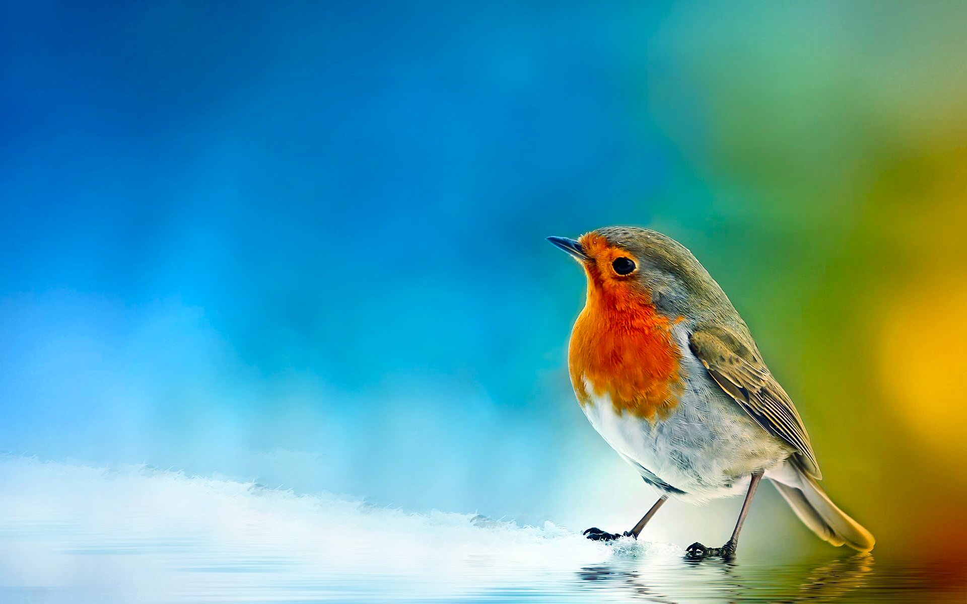 Animal Robin HD Wallpaper | Background Image