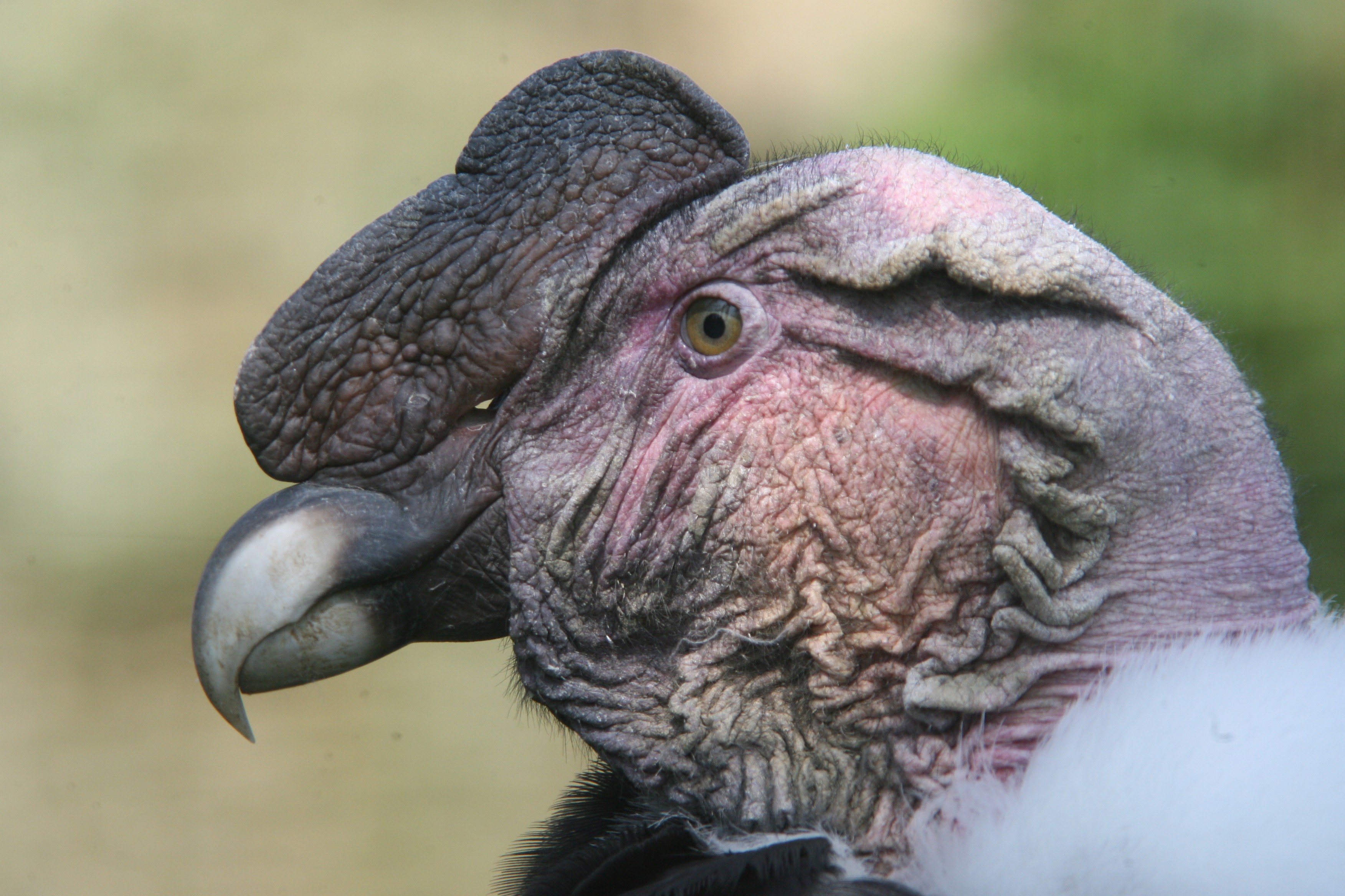 Animal Andean condor HD Wallpaper | Background Image