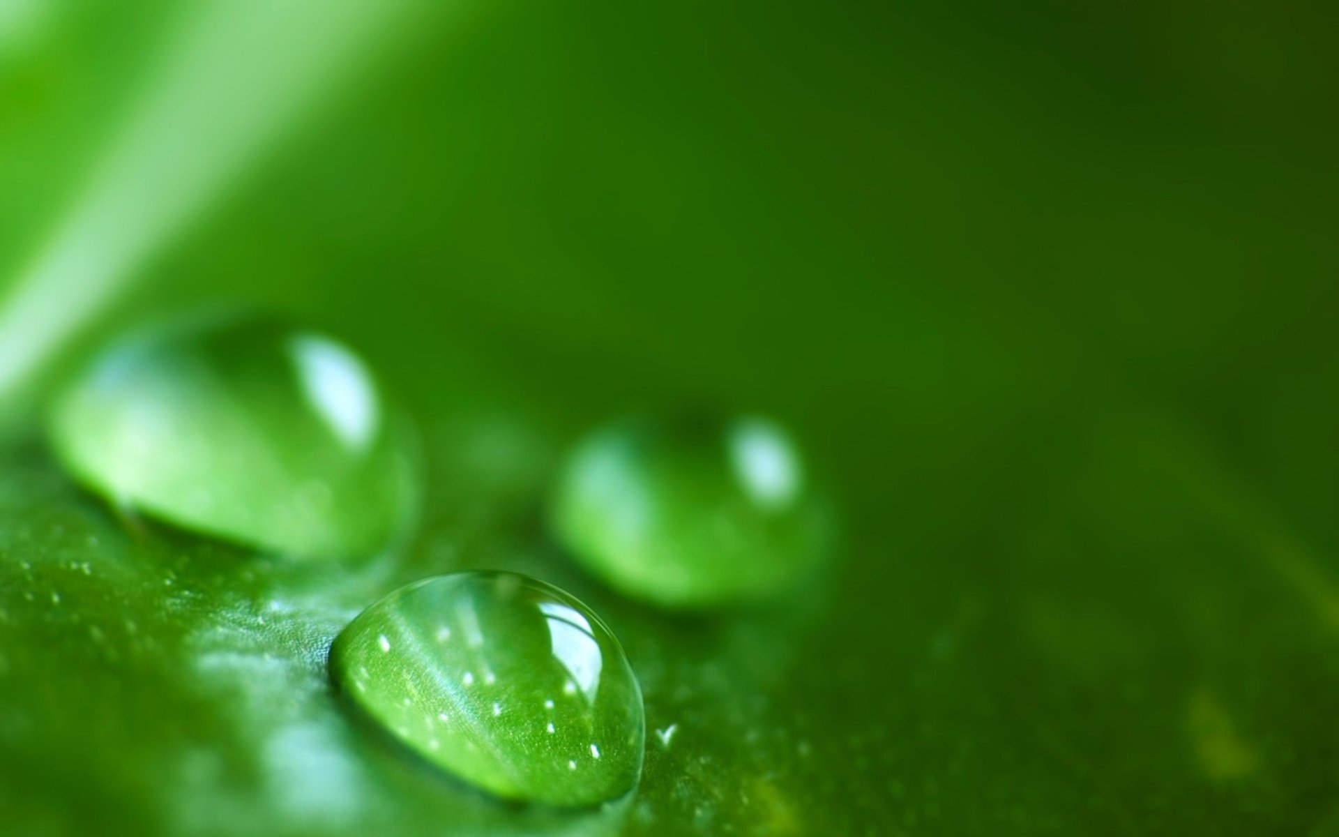 Download Dew Nature Water Drop HD Wallpaper