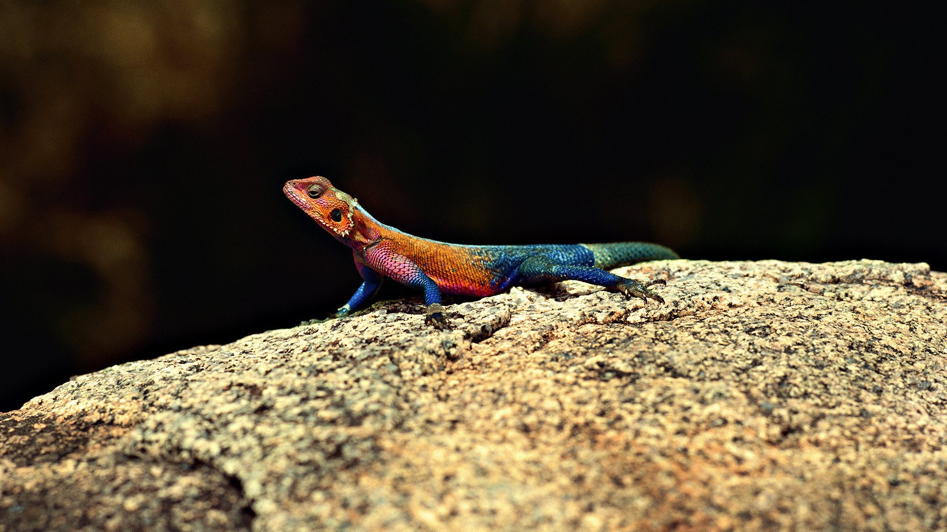Download Lizard Animal Agama HD Wallpaper