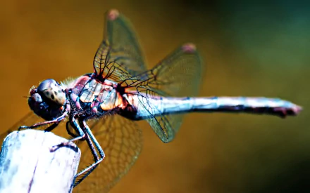 HD PC desktop wallpaper featuring a close-up of a dragonfly perched on a stick with translucent wings and vibrant background colors.
