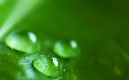 dew nature water drop HD Desktop Wallpaper | Background Image