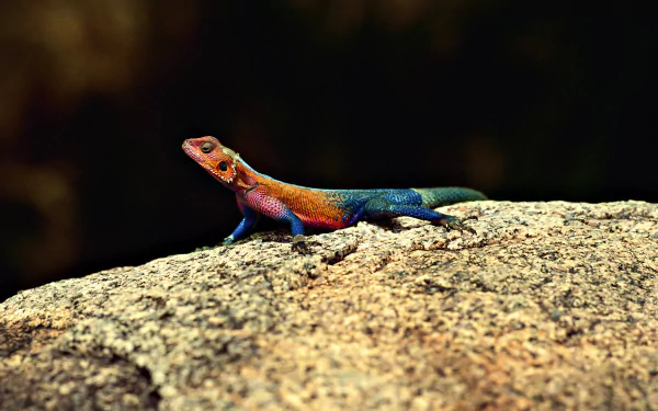 lizard Animal agama HD Desktop Wallpaper | Background Image
