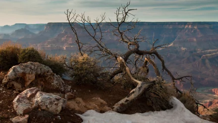 nature twisted tree HD Desktop Wallpaper | Background Image