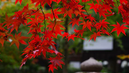 HD desktop wallpaper featuring vibrant red maple leaves against a blurred green natural background, capturing the beauty of nature and detailed leaf textures.