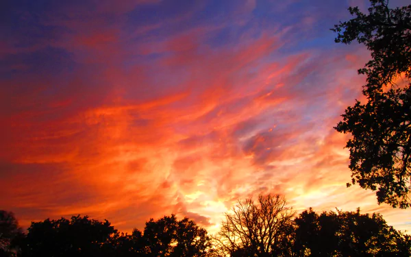 Vibrant sunset sky with fiery orange and purple clouds above silhouetted trees, captured in stunning 4K Ultra HD for a nature-themed PC desktop wallpaper.