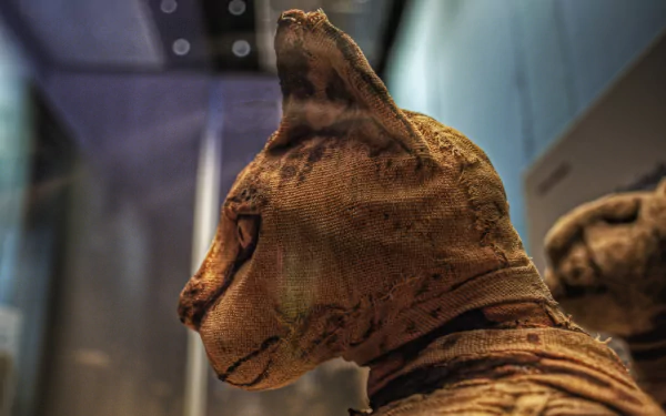  Mummy Of An Egyption Cat, From Abydos, Upper Egypt.