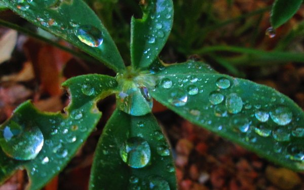 Photography Water Drop Close-Up Plant Nature HD Wallpaper | Background Image