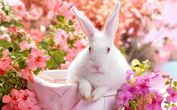 Día festivo Pascua Bunny Colorful Conejo Fondo de pantalla HD | Fondo de Escritorio
