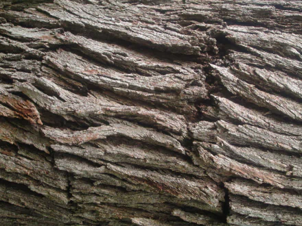  oak wallpaper 