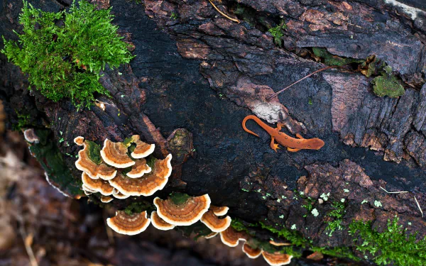 lizard Animal newt HD Desktop Wallpaper | Background Image