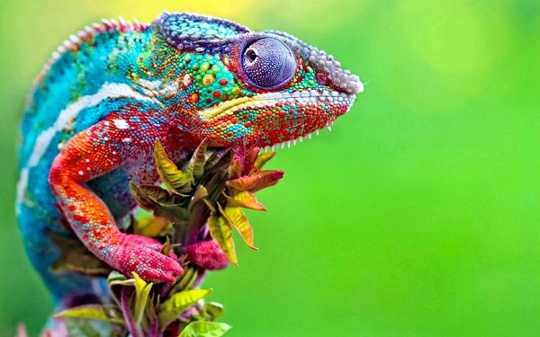 Animaux Caméléon Reptiles Colorful Lézard Vert Fond d'écran HD | Image