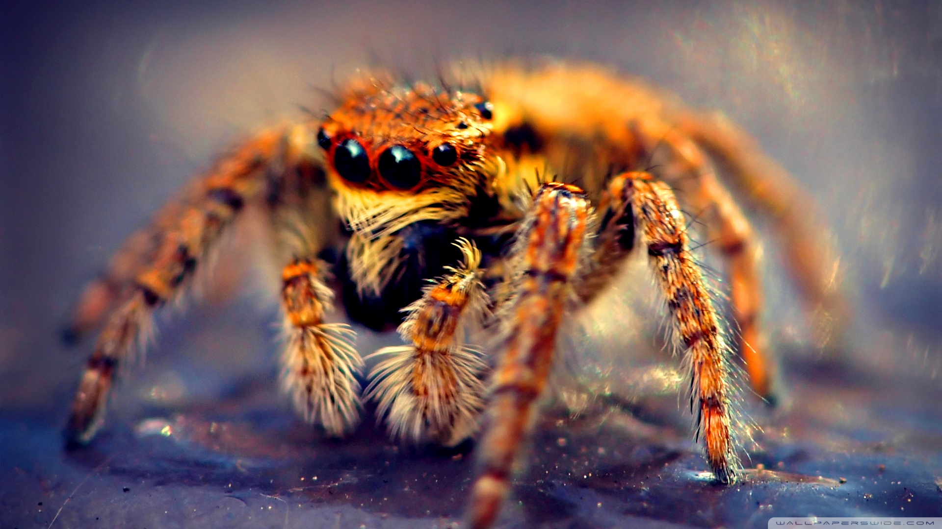 Animal Spider Wallpaper