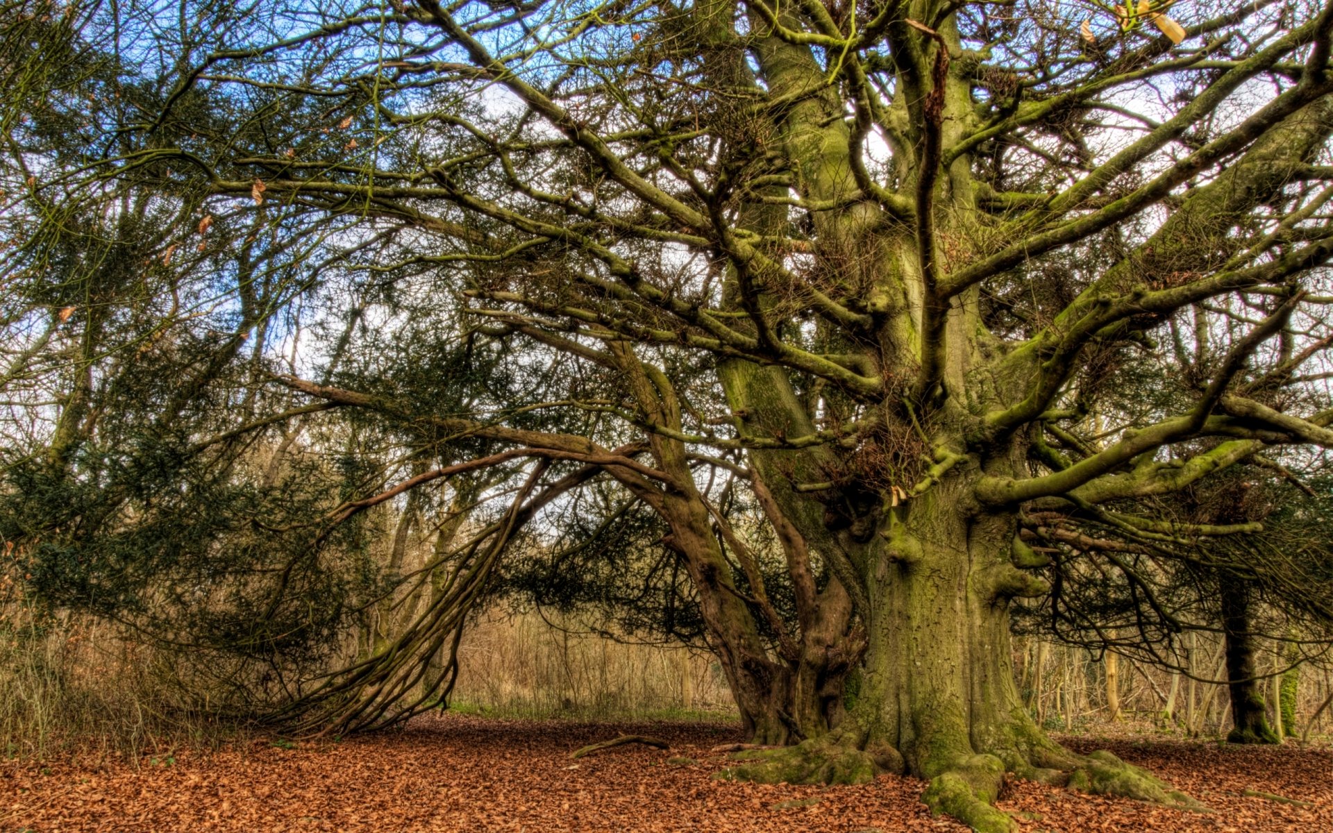 Download Nature Tree HD Wallpaper