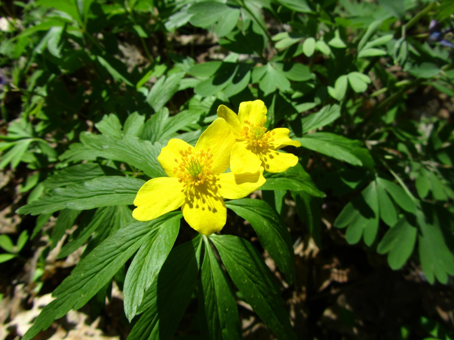 Download Nature Flower 4k Ultra HD Wallpaper by Vergilius