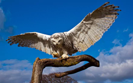 A snowy owl spreads its wings while perched on a branch against a vibrant blue sky, capturing the essence of wildlife in this stunning HD desktop wallpaper.