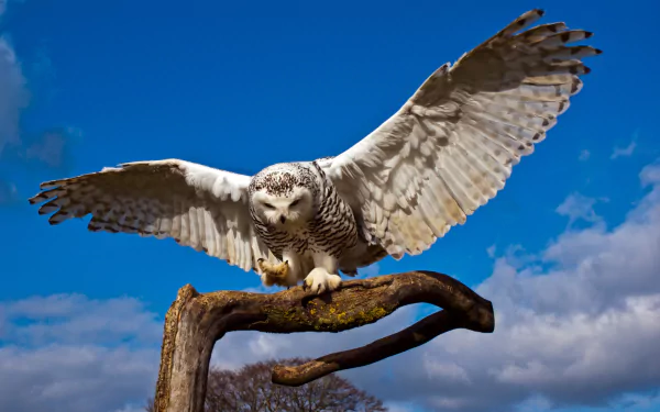A snowy owl spreads its wings while perched on a branch against a vibrant blue sky, capturing the essence of wildlife in this stunning HD desktop wallpaper.
