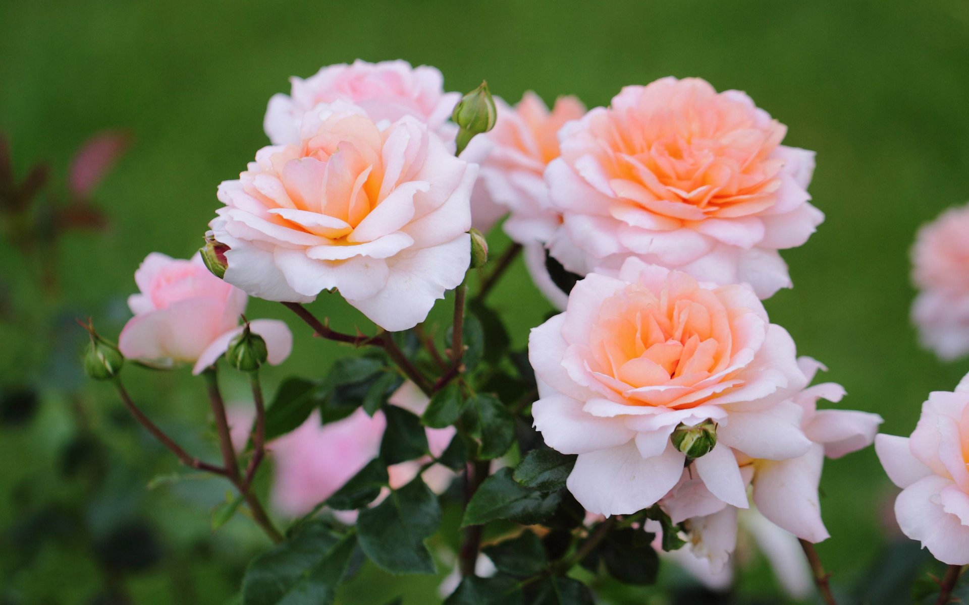 A vibrant display of peach and pink roses against a blurred green background, creating a stunning nature-inspired HD desktop wallpaper.