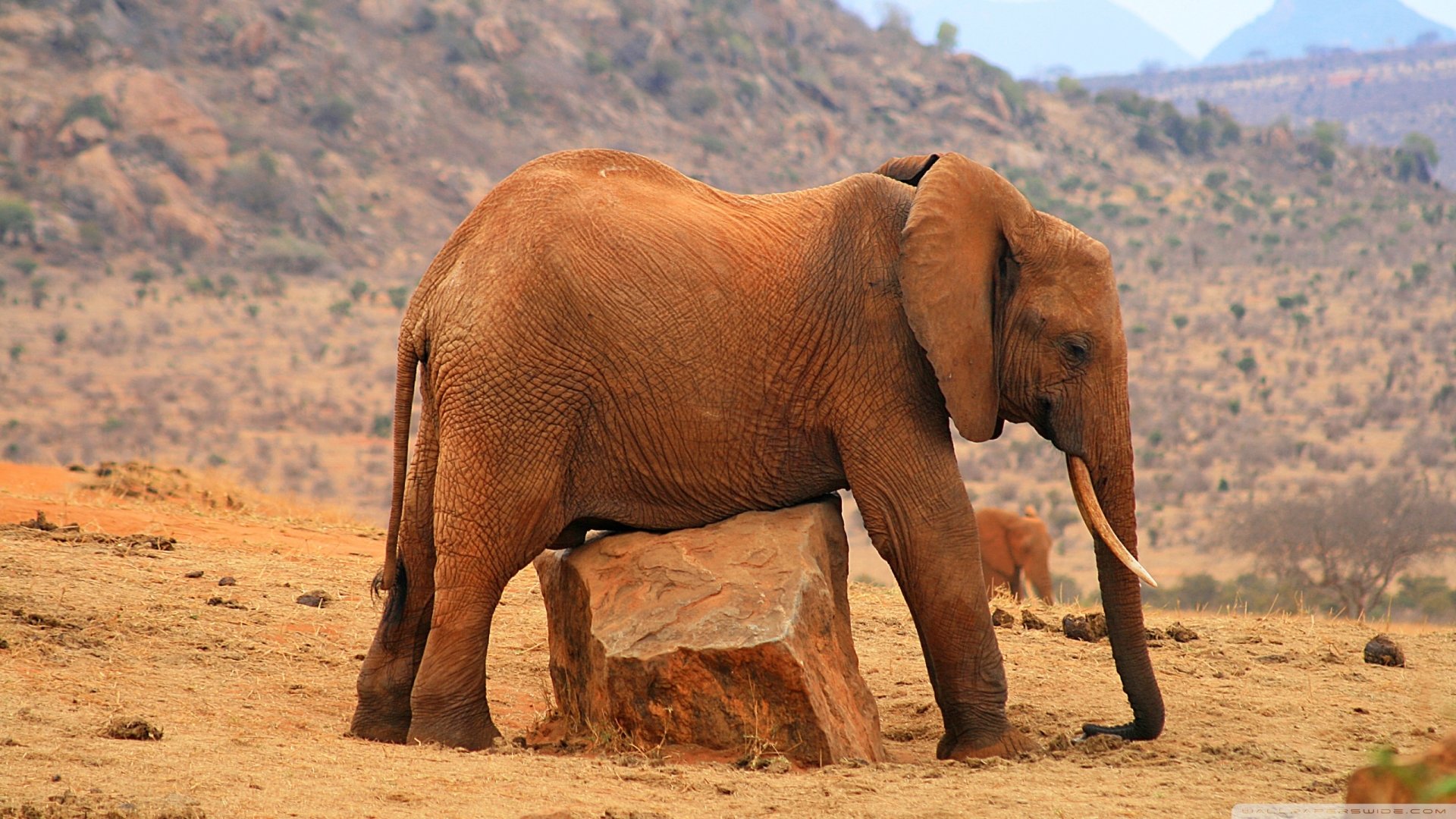 Download Animal African Bush Elephant HD Wallpaper