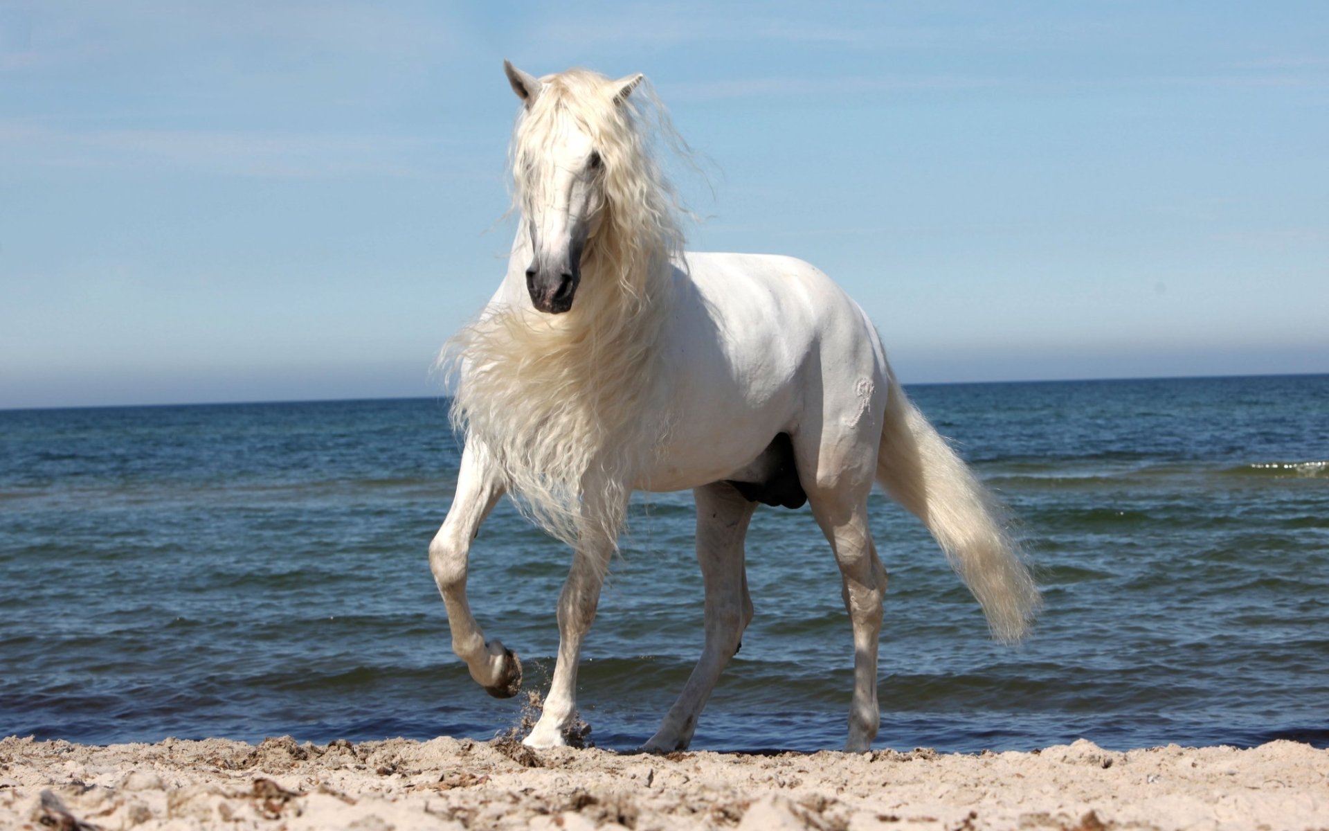 HD desktop wallpaper featuring a white horse walking along a sandy beach with the ocean and clear sky in the background.