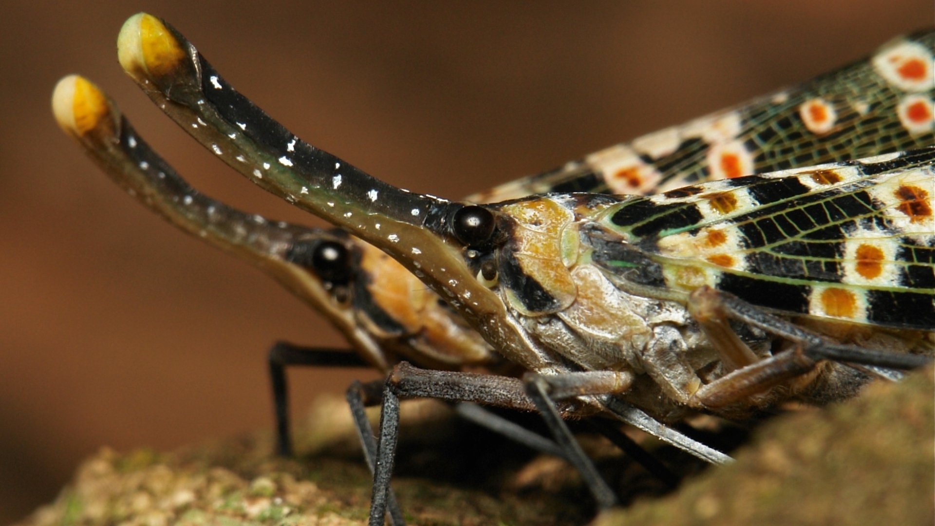 Download Animal Lantern Fly HD Wallpaper