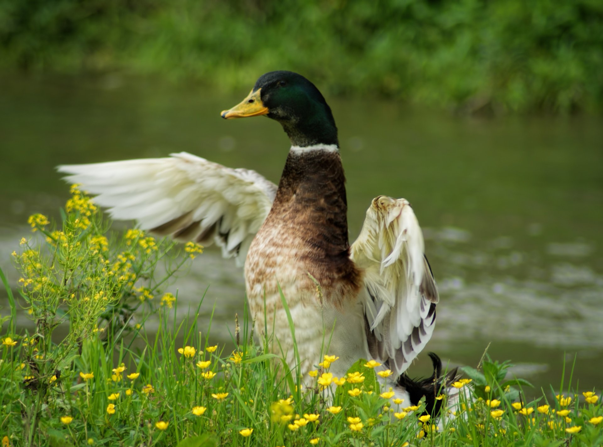 Download Bird Animal Mallard HD Wallpaper