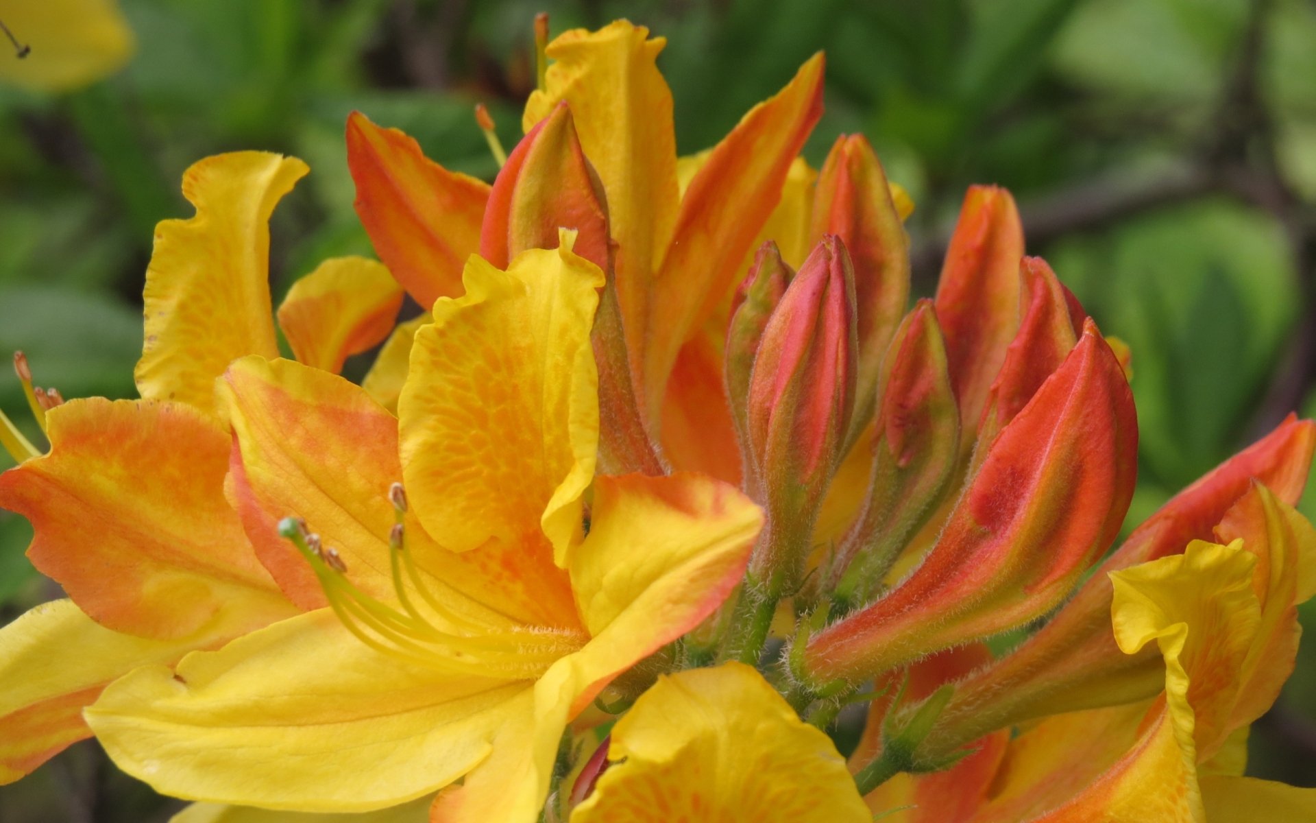 Nature Azalea HD Wallpaper