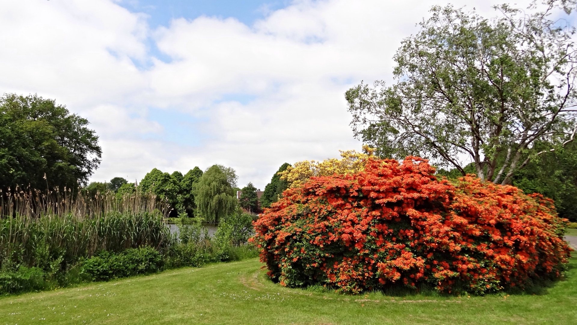 Download Flower Nature Azalea HD Wallpaper