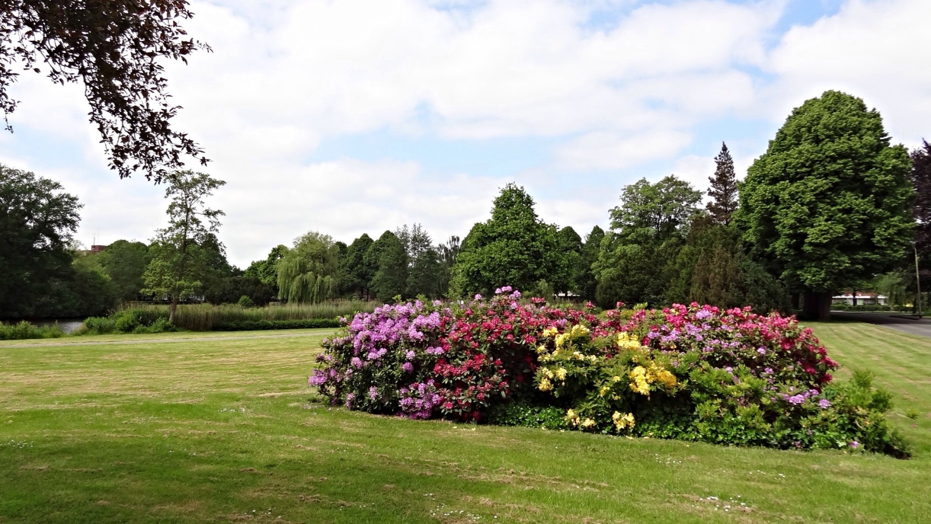 Download Flower Nature Azalea HD Wallpaper