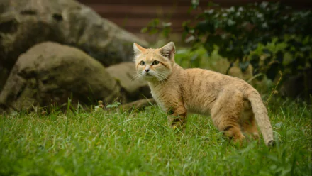 Animal sand cat HD Desktop Wallpaper | Background Image