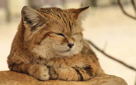 Animal sand cat HD Desktop Wallpaper | Background Image