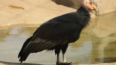 bird Animal condor HD Desktop Wallpaper | Background Image