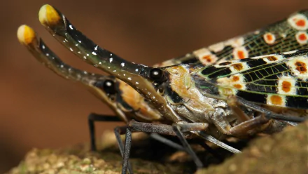 Animal lantern fly HD Desktop Wallpaper | Background Image