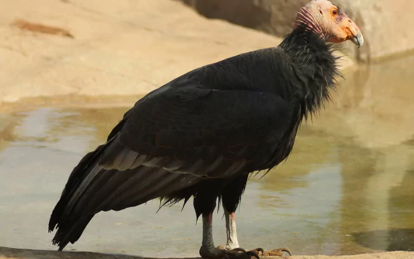 bird Animal condor HD Desktop Wallpaper | Background Image