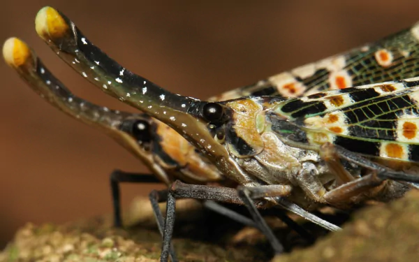 Animal lantern fly HD Desktop Wallpaper | Background Image