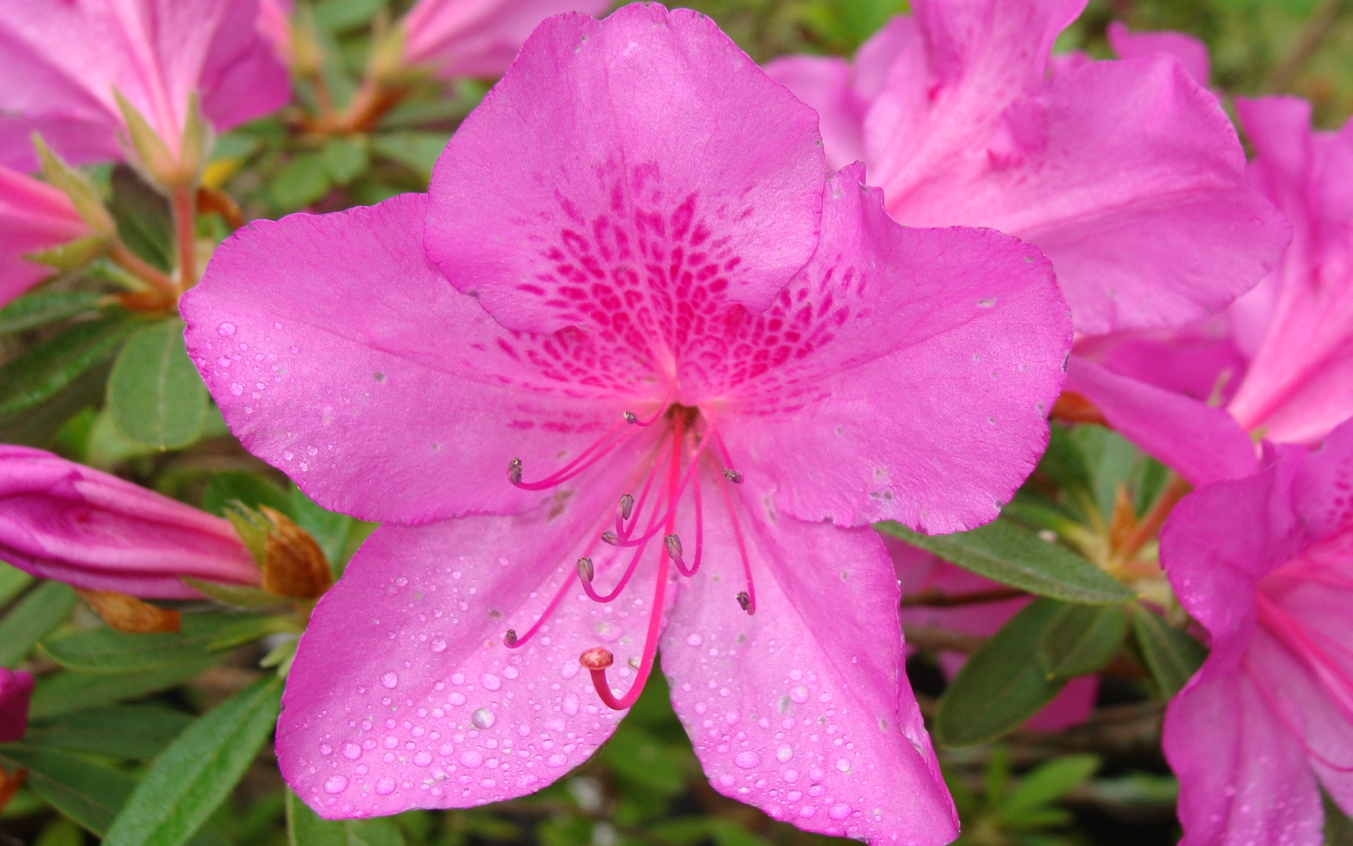 Download Nature Azalea HD Wallpaper